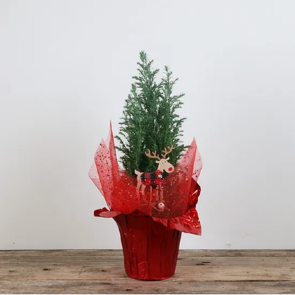 Small decorated Christmas Tree Plant