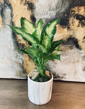 Small Dieffenbachia 