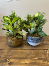 Small Dish Garden 