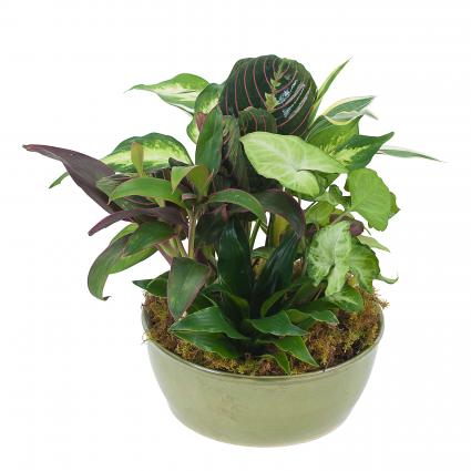 Small Dish Garden Plant