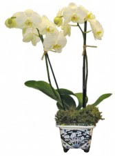 Small double orchid in Delft vase 