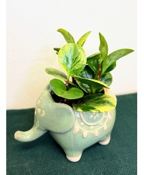 Small Elephant w/ Peperomia House Plant