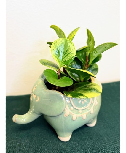 Small Elephant w/ Peperomia House Plant