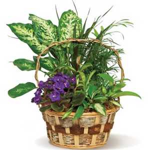 Small European Garden Basket Plants