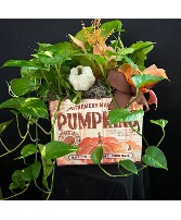 Small Farmers Market Pumpkin Crate with Plants Plants