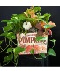 Small Farmers Market Pumpkin Crate with Plants Plants