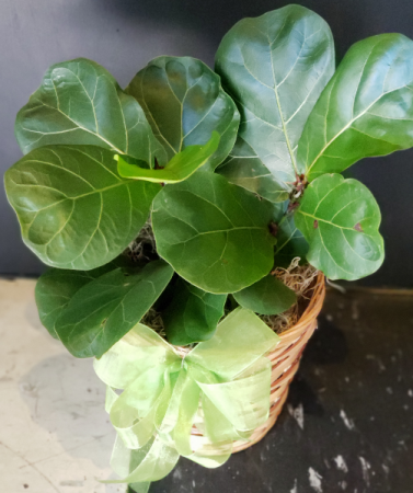 Small Fiddle Leaf Fig House Plant - Currently In Stock
