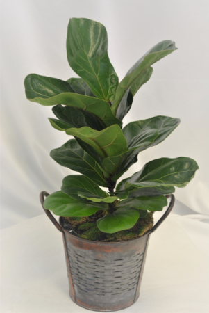SMALL FIDDLE LEAF FIG PLANT 6