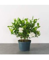 Small Gardenia Bush 