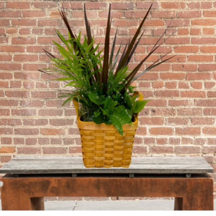 Small Planter in Basket