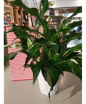 PEACE LILY IN BLOOM Easy care plant for the home or office
