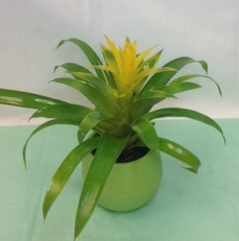 Small Guzmania Bromeliad Green plant