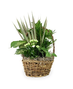 Small Mixed Garden  Plant- Fresh 