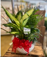Small Mixed Potted Planter 