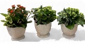 Small mixed seasonal mixed planters  ceramic container each 29.95