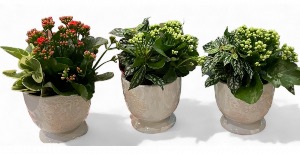 Small mixed seasonal mixed planters  ceramic container each 29.95