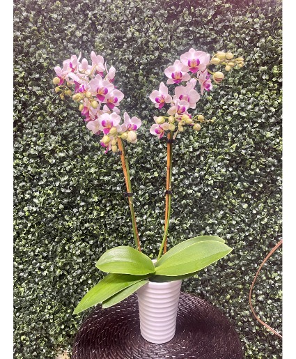 Small Orchid Live plant