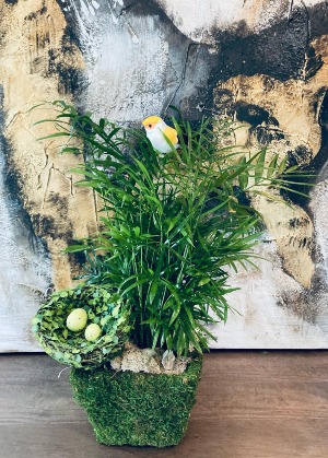 Small Parlor Palm 