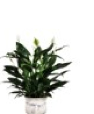 Small Peace Lilies Plant 