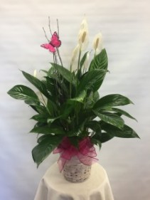 Small Peace Lilly Single Plant Basket