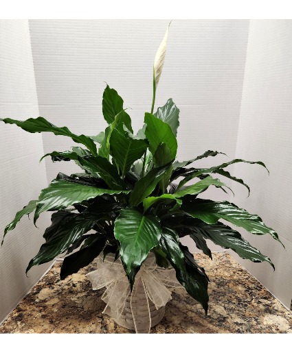 Small Peace Lily
