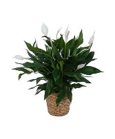Small Peace Lily 