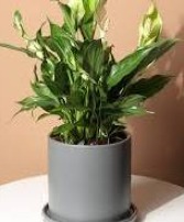 Small Peace Lily  