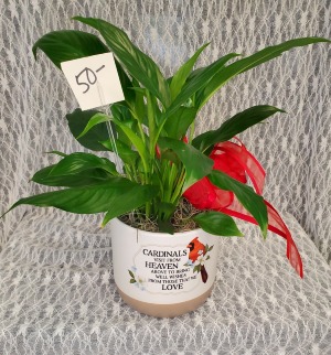 Small Peace Lily in Cardinal Planter 
