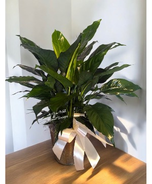 Small Peace Lily Peace Lily