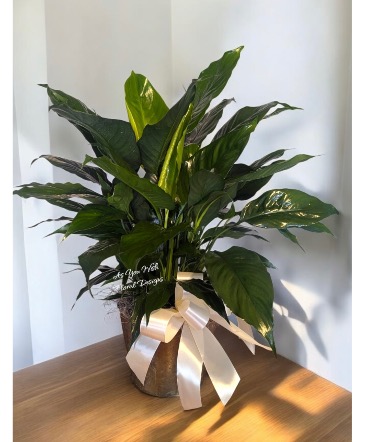 Small Peace Lily Peace Lily in Ashland City, TN | As You Wish Floral Designs by Kimberly McCord