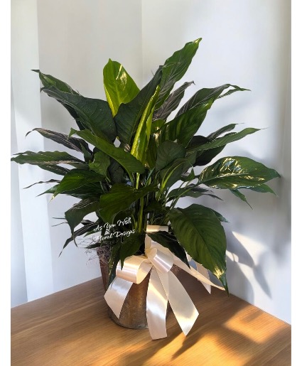 Small Peace Lily Peace Lily