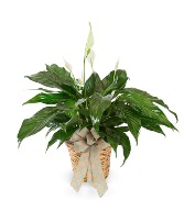 Small  Peace Lily  Plant- Fresh 