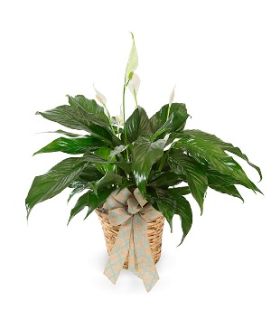 Small  Peace Lily  Plant- Fresh 