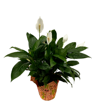 Peace Lily Plant small 