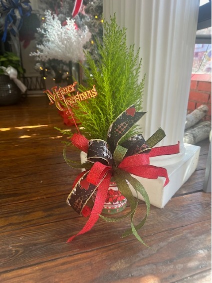 small pine  CHRISTMAS