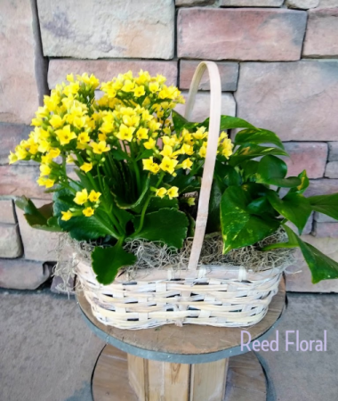 Small Plant & Blooming Basket