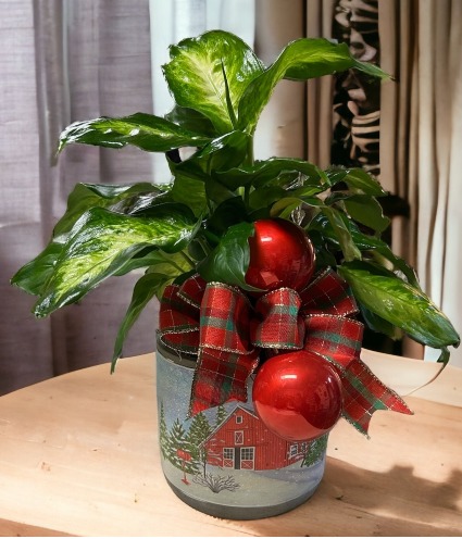 Small Plant in Barn Planter