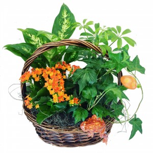 Small Plant in the basket  3C Floral Collection 
