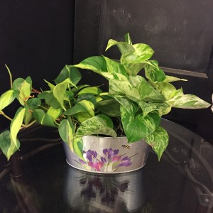 Small plant tin 
