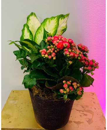 Small Planter  House Plant Combination  in Fremont, OH | Rose Leaf Flowers