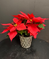 Small Poinsettia - Red Holiday Plant