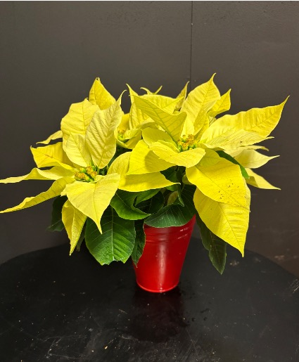 Small Poinsettia - White Holiday Plant