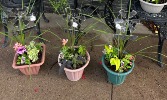 Small Porch Pots Annuals