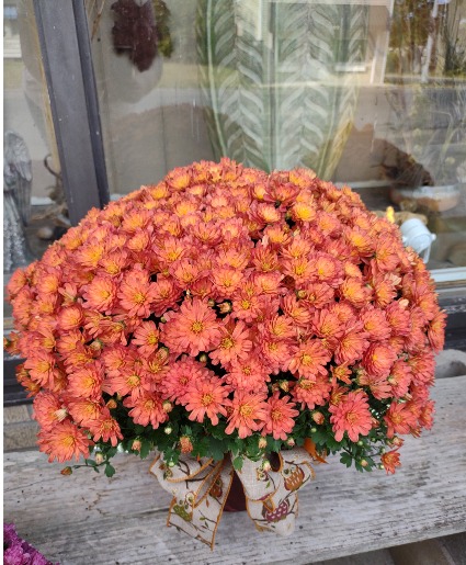 Small Potted Mum Blooming Plant