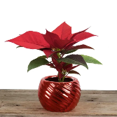 Small Red Ornamental Poinsettia plant