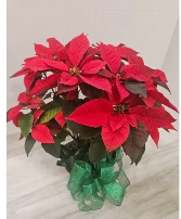 Small Red Poinsettia  