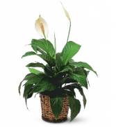Small Spathiphyllum 6" peace lily in a basket