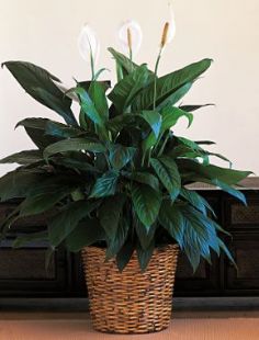 Small Spathiphyllum Plant Peace Lily