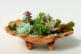 Small Succulent Garden Plant & Locally Made Pottery