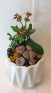Small Succulent Garden Succulent Plants